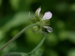 Geum canadense × rivale