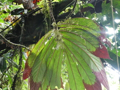 Columnea eburnea
