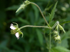 Geum canadense × rivale