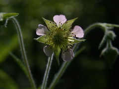 Geum canadense × rivale