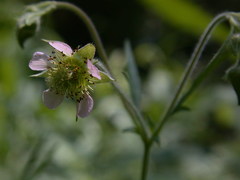 Geum canadense × rivale