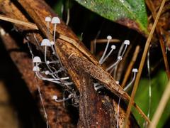 Mycena maldea