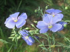 Linum usitatissimum