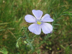 Linum usitatissimum