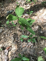 Trillium gracile