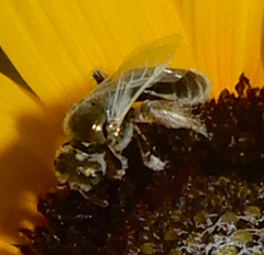 Cockerellia