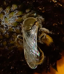 Cockerellia