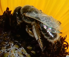 Cockerellia