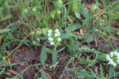 Prunella laciniata