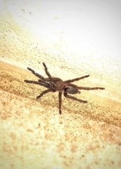 Dolichothele exilis