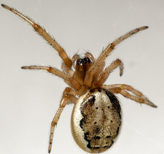 Zygiella x-notata