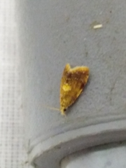 Pseudargyrotoza conwagana