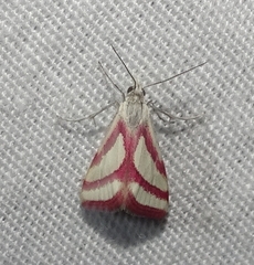 Microtheoris vibicalis