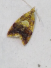 Pseudargyrotoza conwagana