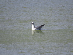 Chroicocephalus ridibundus