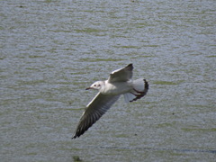 Chroicocephalus ridibundus