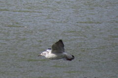 Chroicocephalus ridibundus