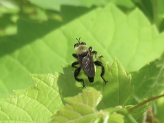 Laphria posticata