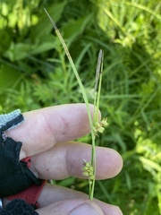 Carex conoidea