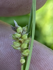 Carex conoidea