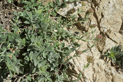 Monardella australis