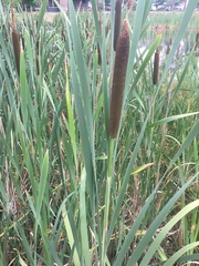 Typha