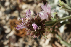 Monardella australis