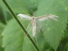 Pterophorus