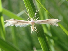 Pterophorus