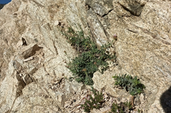 Monardella australis