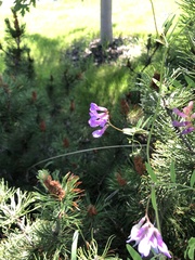Vicia americana
