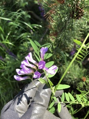 Vicia americana
