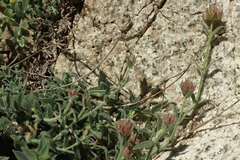 Monardella australis