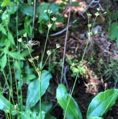 Juncus acuminatus