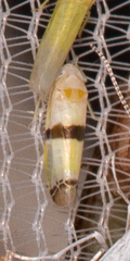 Typhlocybini