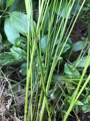 Juncus acuminatus
