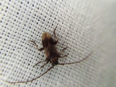 Exocentrus punctipennis