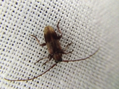 Exocentrus punctipennis