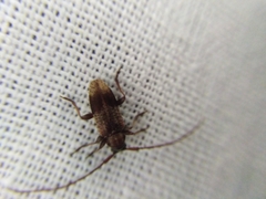 Exocentrus punctipennis