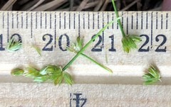 Juncus acuminatus