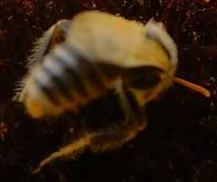 Cockerellia