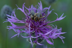 Tetraloniella dentata