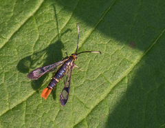 Synanthedon acerrubri