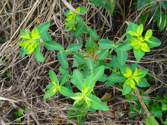 Euphorbia oblongata