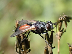 Cylindromyia brassicaria