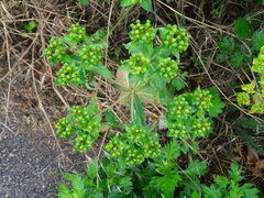 Euphorbia oblongata