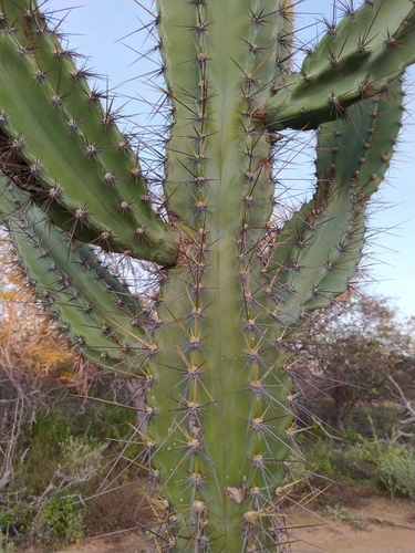 Cereus jamacaru jamacaru