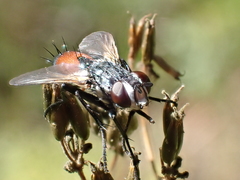 Cylindromyia brassicaria