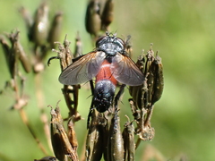 Cylindromyia brassicaria