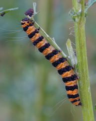 Tyria jacobaeae